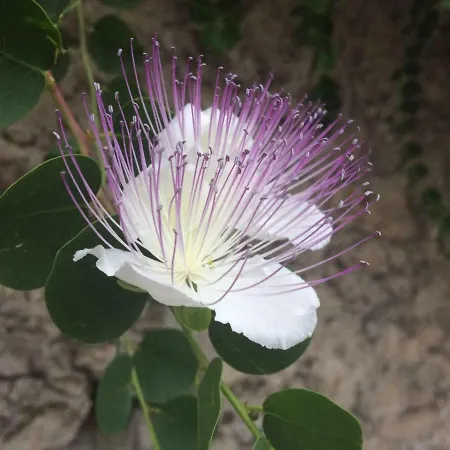 Bouganville Limone sul Garda
